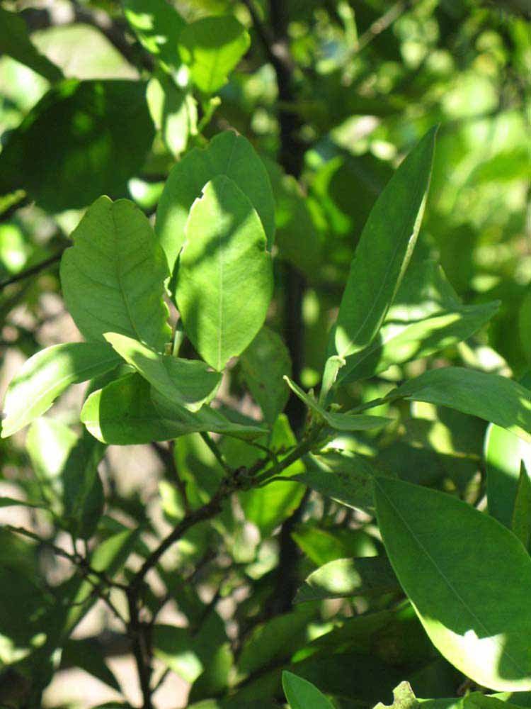              Shade leaves (Winter Haven, FL)       